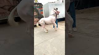 reels horse horesdance horselover youtube subscribe support reelsvideo viralshort video [upl. by Akinoj]