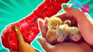 Mis 8 hamsters eligen mi Slime  Supermanualidades [upl. by Boothman841]