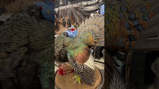 The Amazing Ocellated Turkey hunting turkeyhunting nickswildride nwtf wildturkey franchi [upl. by Letha]