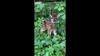 Adopting a Baby Fawn A Heartwarming Wildlife Rescue Story [upl. by Alurd]