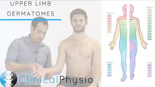 Upper Limb Dermatomes  Clinical Physio [upl. by Lemcke996]