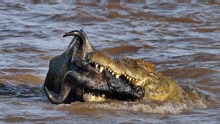 Crocodile hunting a Wildebeest during Maasai Mara Migration [upl. by Shedd]