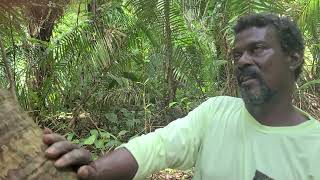 Percy Gordon talks of the Ceiba Tree [upl. by Dnaleel]