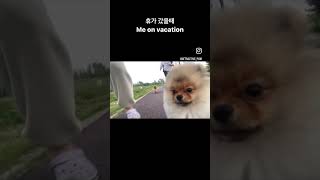 포메라니안 분양은 댕집사장🏆🐶 pomeranianpuppy 강아지 dog pomeranian cutedog 포메라니안분양 반려견 pomeranianforsale [upl. by Ayim276]