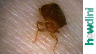 How To Prevent A Bed Bugs Infestation  How To Check For Bed Bugs [upl. by Assirol]