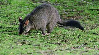 Possum fossicking in the evening near Springfield Tasmania [upl. by Tsirhc]