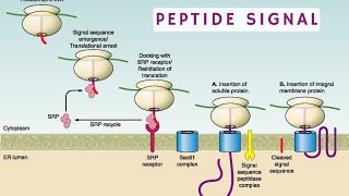 peptide signal شرح بالدارجة 🔥 [upl. by Nede238]