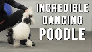 Dancing Poodle Has Incredible Talent [upl. by Nirb213]