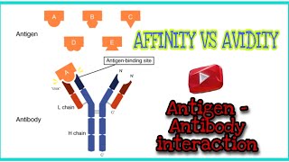 Antigen  Antibody interaction  Affinity vs Avidity  immunology video lecture [upl. by Ronica]