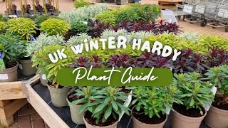 UK winter hardy evergreen plants shrubs and trees for your garden garden gardening flowers [upl. by Otti219]