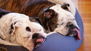 Top 15 English BullDog Funny Videos Ever  Funny BullDog Compilation [upl. by Nagek]