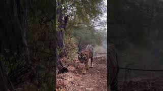 Ranthambore National Park 10102024 [upl. by Melanie]