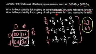 How to solve genetics probability problems [upl. by Ekal604]