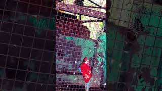 rosella parrot vlogs very beautiful parrot [upl. by Ydnas]