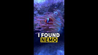 Look No Futher We Found Nemo findingNemo nemo CLOWNFISH dory finding dory [upl. by Enilarak]