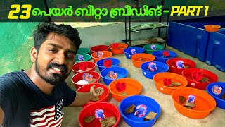 23 പെയർ ബീറ്റാ ഒന്നിച്ചു ബ്രീഡിങ്Part1Breeding 23 Pairs Of Betta Fish Together Guppy Wagon [upl. by Suiremed]