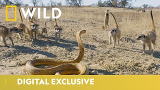 Cobra Vs Meerkat  Wild Africa  National Geographic Wild UK [upl. by Aniroc]