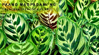 CALATHEA PEACOCK PLANT🌿 PROPAGATION [upl. by Esetal]