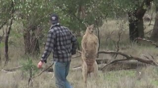 Man saves his dog from jacked kangaroo [upl. by Deach676]