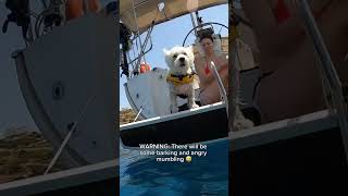 Do Westies hate water [upl. by Suqram]