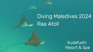 Diving in Raa Atoll  Maldives 2024  DIVE Kudafushi [upl. by Akili]