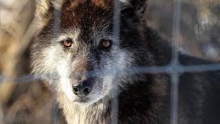 See what happens when reporter howls to a reallife wolf pack in Lancaster County [upl. by Bendix907]