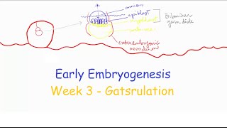 Week 3 Part 1 Gastrulation  Medical Embryology [upl. by Dulcinea]