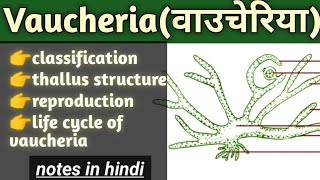 vaucheria  life cycle of vaucheria reproduction bsc algae [upl. by Alika]