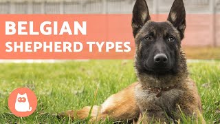 TYPES OF BELGIAN SHEPHERD  Names and Information [upl. by Nadab105]