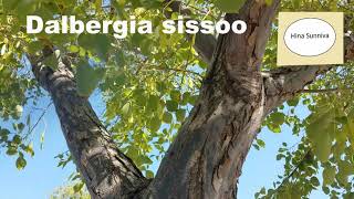 Dalbergia sissoo India Rosewood Sheesham tree [upl. by Latimer]