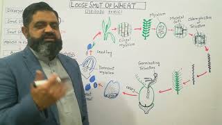 Loose Smut of Wheat Urdu Hindi medium profmasoodfuzail  Life cycle of Ustilago tritici [upl. by Annaierb659]