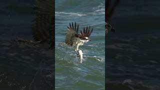 Crazy Osprey grabs huge catfish and almost gets dragged under bird osprey Glad I’m not a fish [upl. by Arag]