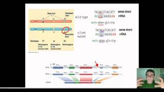 Mutations in Genetics Cytology amp Evolutionary Terms [upl. by Goldshell172]