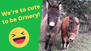 Were to cute to be Ornery [upl. by Edwin]