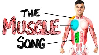 The Muscle Song Memorize Your Anatomy  SCIENCE SONGS [upl. by Tubb]