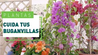 Buganvilla cuidados y consejos para que florezca  Plantas en VERDECORA [upl. by Terchie]