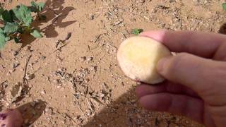 Growing Potatoes in Arizona [upl. by Gutow222]