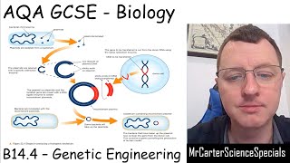 B144  Genetic Engineering  AQA Biology GCSE 91 [upl. by Kiefer]