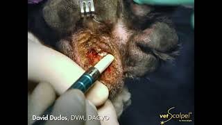 Interdigital Pododermatitis Follicular Cyst Laser Surgery [upl. by Barbara-Anne]