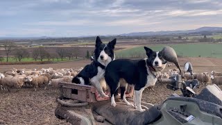 Two incredible collie sheepdogs herding sheep in Scotland [upl. by Annirac]