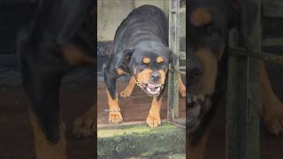 Angry Rottweiler growling sound rottweiler angrypuppy funnyanimals funny angrypets funnypets [upl. by Yelmene471]