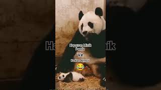 Hapşıran Minik Panda Ve Korkan Annesi 😂😂😂 [upl. by Reo]