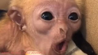 Baby Monkey really Happy or Distressed Free or Detention [upl. by Rosabel]