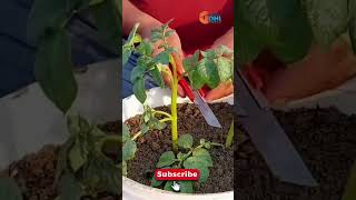 Plants Family farming tomato and potato at home plants shorts farming garden trending viral [upl. by Adnahsat]