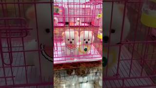 Cute Pomeranian dog Market  Pomeranian dog price  Cute puppies  trending dogs viral shorts [upl. by Nahij]