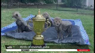 Birth of cheetah cubs in Oudtshoorn [upl. by Enelehs]