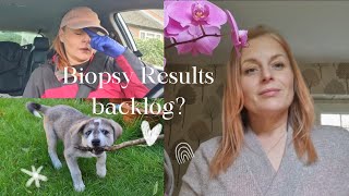 Laparoscopy amp Hysteroscopy Biopsy Results New Puppy [upl. by Eelymmij601]