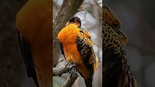 Exotic Ai Bird Uses Horns to Hunt Its Prey [upl. by Dibbrun]