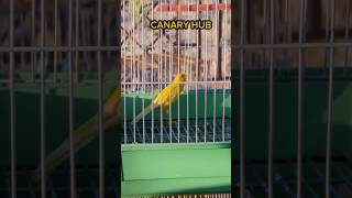 Yellow Canary bird singing foryou fyp canary kenari canario shorts youtubeshorts viral expl [upl. by Hubsher]