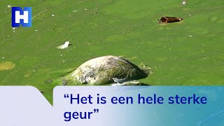 Een sloot vol groene drek en stankoverlast Den Helder kampt met blauwalg [upl. by Stefano]